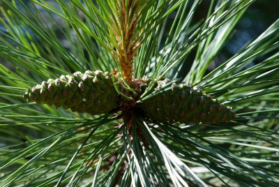 Pinus nigra - borovice černá - šišky